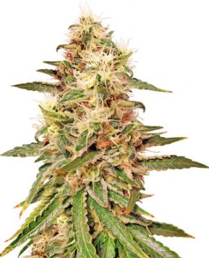 astral.jpg astral.jpg