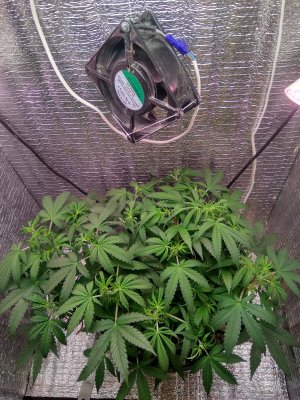 IMG_20240510_214846.jpg IMG_20240510_214846.jpg