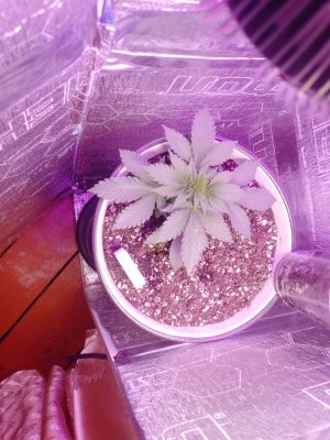 photo_1_2024-05-11_15-40-46.jpg photo_1_2024-05-11_15-40-46.jpg