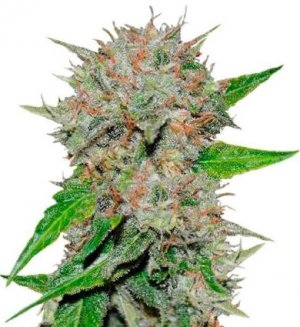 deep mandarine.jpg deep mandarine.jpg