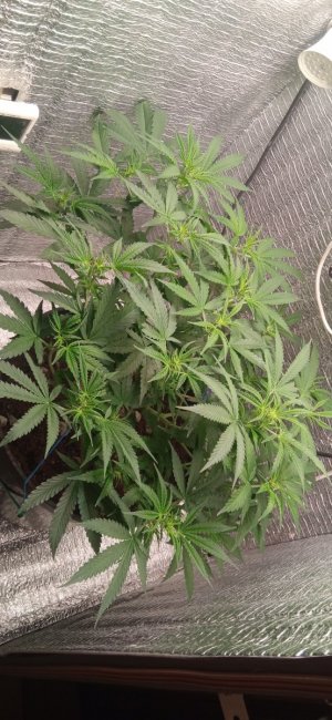 IMG_20240514_121809.jpg IMG_20240514_121809.jpg