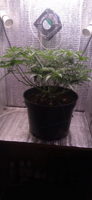 IMG_20240514_122455.jpg IMG_20240514_122455.jpg