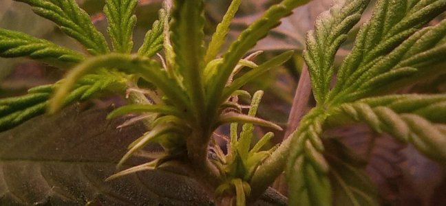 IMG_20240514_122636.jpg IMG_20240514_122636.jpg