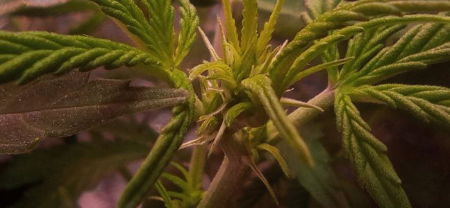 IMG_20240514_122759_1.jpg IMG_20240514_122759_1.jpg