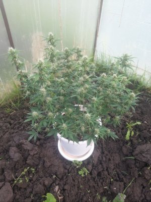 IMG_20240515_093005_934.jpg IMG_20240515_093005_934.jpg