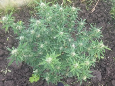 IMG_20240515_093006_192.jpg IMG_20240515_093006_192.jpg