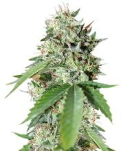 1715933185032.png 1715933185032.png