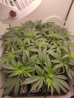 IMG_20240515_200859.jpg IMG_20240515_200859.jpg