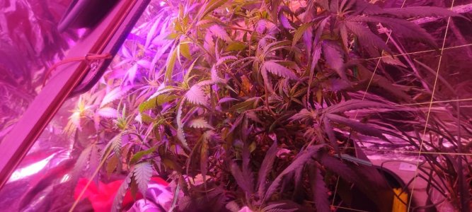 WhatsApp Image 2024-05-18 at 13.50.56.jpeg WhatsApp Image 2024-05-18 at 13.50.56.jpeg