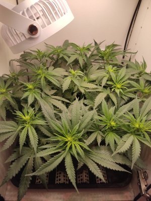 IMG_20240518_182522.jpg IMG_20240518_182522.jpg