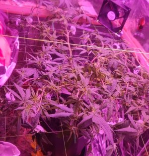 WhatsApp Image 2024-05-19 at 10.00.24.jpeg WhatsApp Image 2024-05-19 at 10.00.24.jpeg