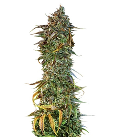 1716295090044.png 1716295090044.png