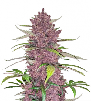 1716295094256.png 1716295094256.png