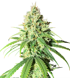 1716295097996.png 1716295097996.png