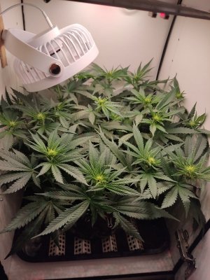 IMG_20240520_223905.jpg IMG_20240520_223905.jpg