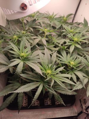 IMG_20240521_231740.jpg IMG_20240521_231740.jpg