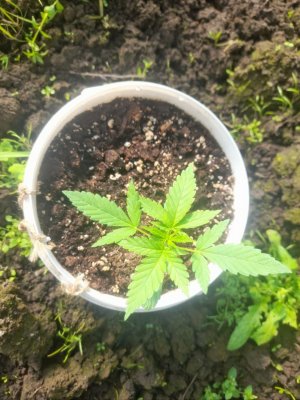 IMG_20240522_152918_996.jpg IMG_20240522_152918_996.jpg