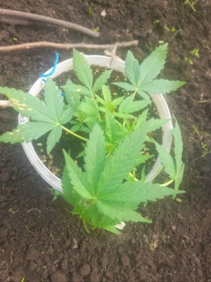 IMG_20240522_153420_541.jpg IMG_20240522_153420_541.jpg