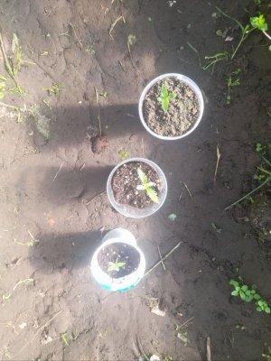 IMG_20240522_154837_469.jpg IMG_20240522_154837_469.jpg