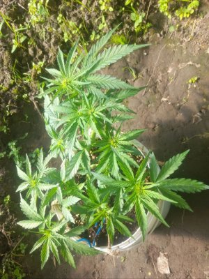 IMG_20240522_160744_837.jpg IMG_20240522_160744_837.jpg