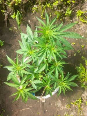 IMG_20240522_160740_178.jpg IMG_20240522_160740_178.jpg