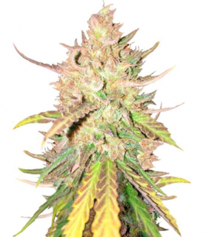 1716384638211.png 1716384638211.png