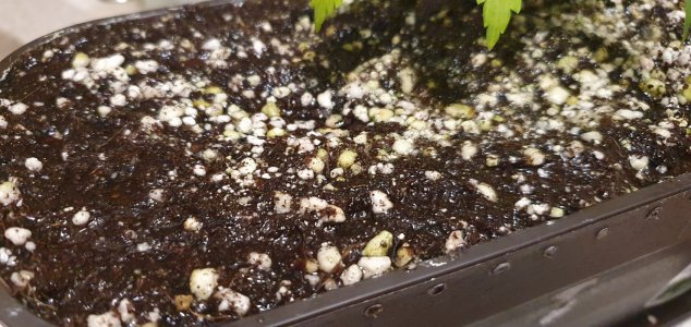 20240522_223724.jpg 20240522_223724.jpg