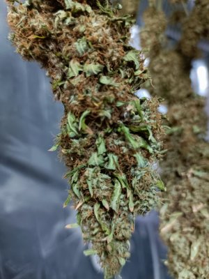 IMG_20240522_203657_678.jpg IMG_20240522_203657_678.jpg