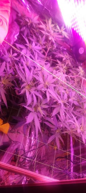 WhatsApp Image 2024-05-24 at 11.48.02.jpeg WhatsApp Image 2024-05-24 at 11.48.02.jpeg