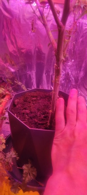 WhatsApp Image 2024-05-24 at 11.49.24.jpeg WhatsApp Image 2024-05-24 at 11.49.24.jpeg