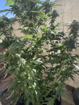 IMG_1398.jpeg IMG_1398.jpeg