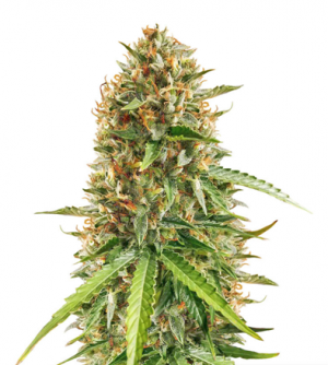 1716724970505.png 1716724970505.png