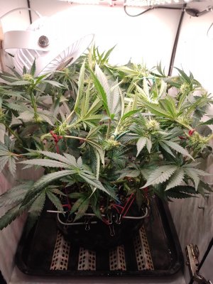 IMG_20240526_200955.jpg IMG_20240526_200955.jpg