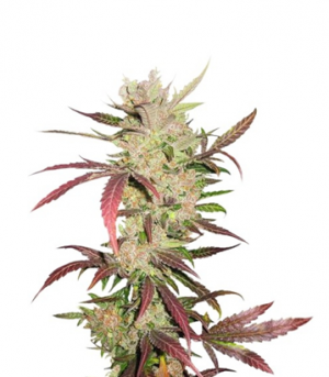 1716809612315.png 1716809612315.png