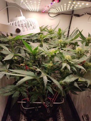 IMG_20240527_192029.jpg IMG_20240527_192029.jpg