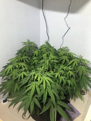 D8F7E95D-0CCE-487E-811A-080D7464C2B6.jpeg D8F7E95D-0CCE-487E-811A-080D7464C2B6.jpeg