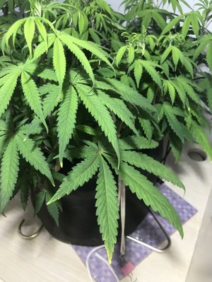 D3B79488-DA89-4BE0-854E-11D09F0071E5.jpeg D3B79488-DA89-4BE0-854E-11D09F0071E5.jpeg