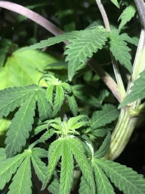 65223D46-1D28-4322-AB96-3E8D7EDB459C.jpeg 65223D46-1D28-4322-AB96-3E8D7EDB459C.jpeg