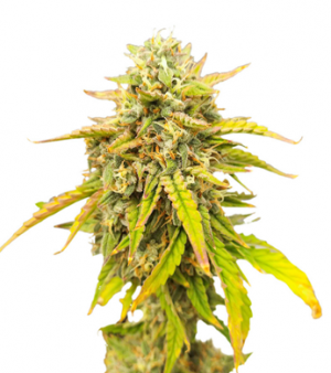 1717062693019.png 1717062693019.png