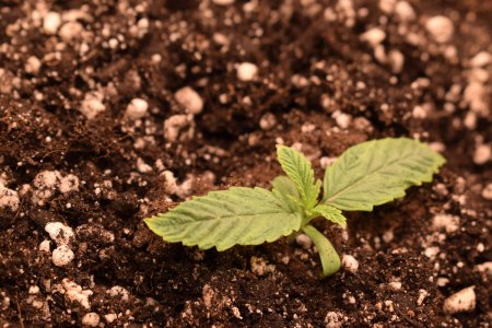 DSC_0394.JPG DSC_0394.JPG