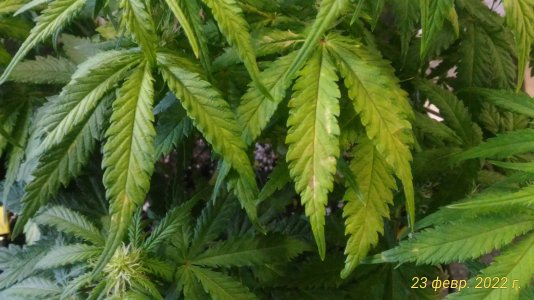 P_20220223_091738_p.jpg P_20220223_091738_p.jpg