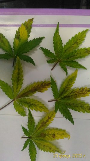 P_20220223_234558_1_p.jpg P_20220223_234558_1_p.jpg