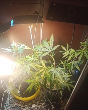 IMG_20220224_113926.jpg IMG_20220224_113926.jpg