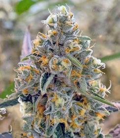 1645968612552.png 1645968612552.png