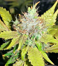 1645968813884.png 1645968813884.png