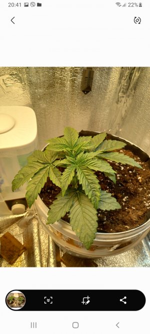 Screenshot_20220227-204129_Gallery.jpg Screenshot_20220227-204129_Gallery.jpg