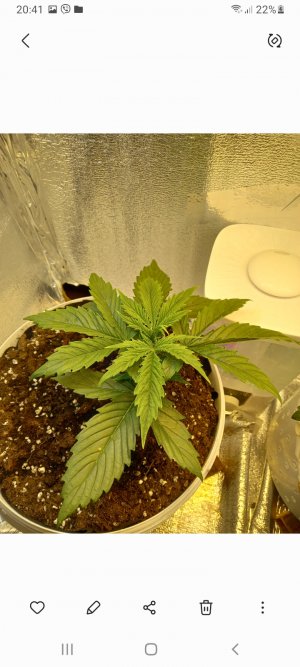 Screenshot_20220227-204135_Gallery.jpg Screenshot_20220227-204135_Gallery.jpg