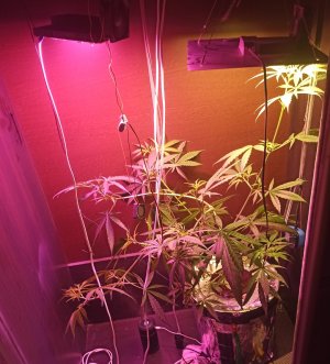 IMG_20220227_214830.jpg IMG_20220227_214830.jpg