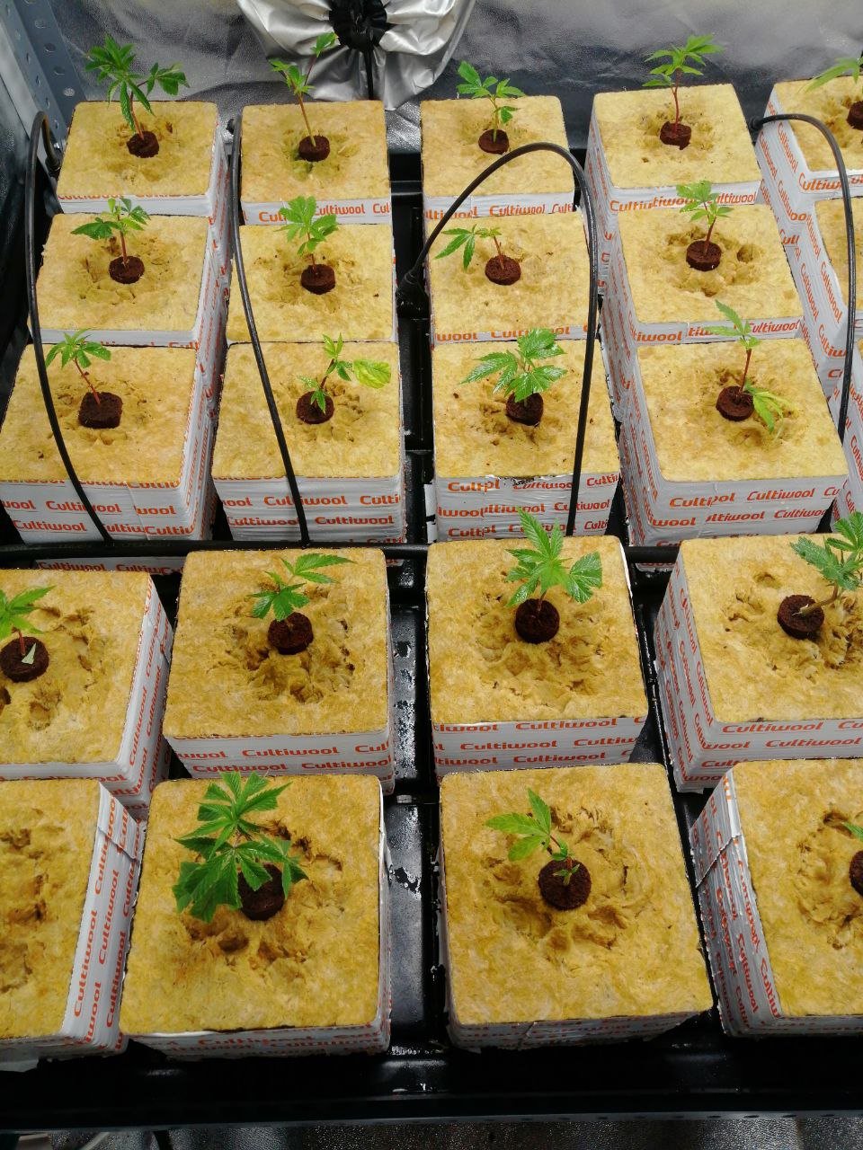 IMG_20220304_212103_858.jpg IMG_20220304_212103_858.jpg