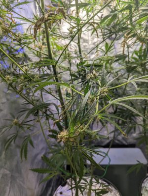 PXL_20220305_041258072.jpg PXL_20220305_041258072.jpg